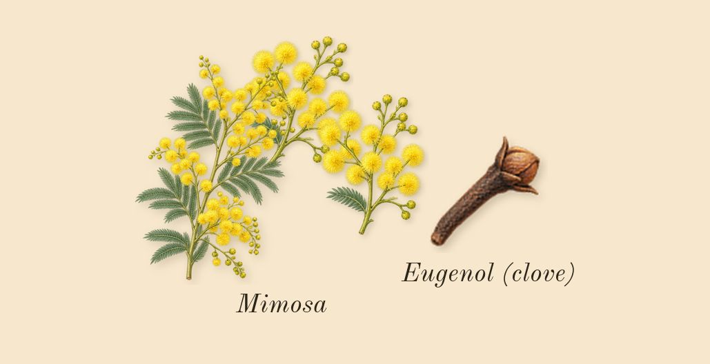 Amarige, heart: Mimosa, Eugenol (clove)