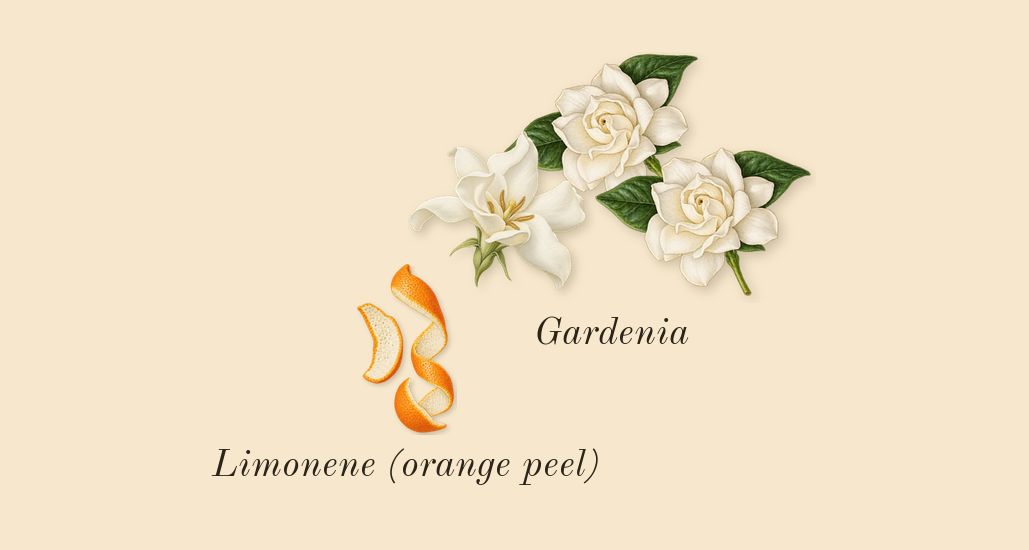 Amarige, top notes: Gardenia, Limonene (orange peel)