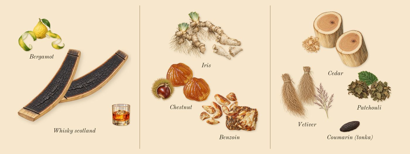 Gentleman Réserve Privée’s scent picture, a draft: bergamot, whisky scotland, chestnut, iris, benzoin, cedar drawn so far; dashed outlines where nothing is drawn yet