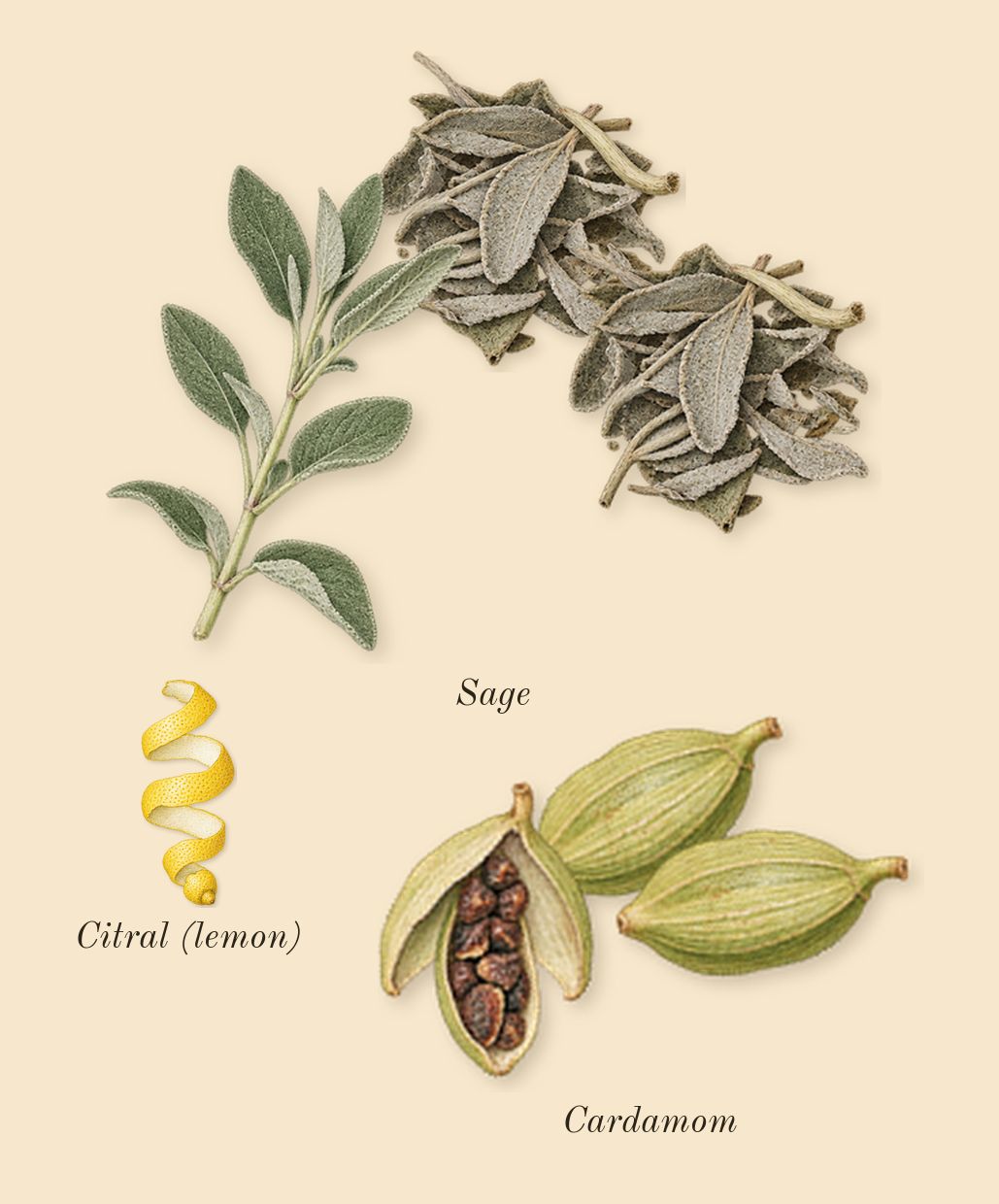 Gentleman Society, top notes: Sage, Cardamom, Citral (lemon)