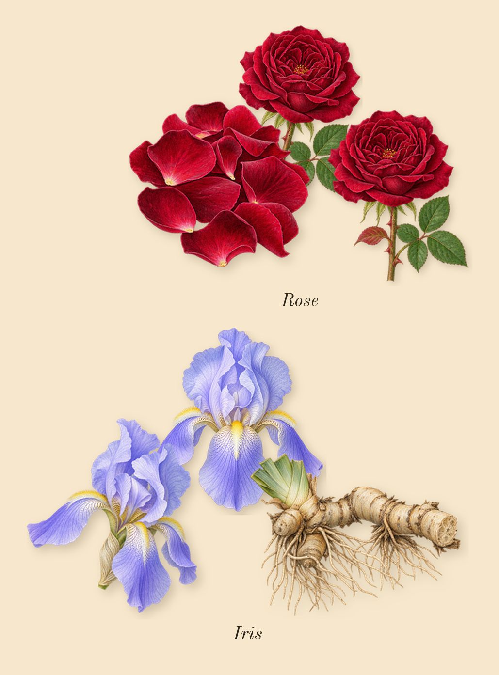 Irresistible, heart: Rose, Iris