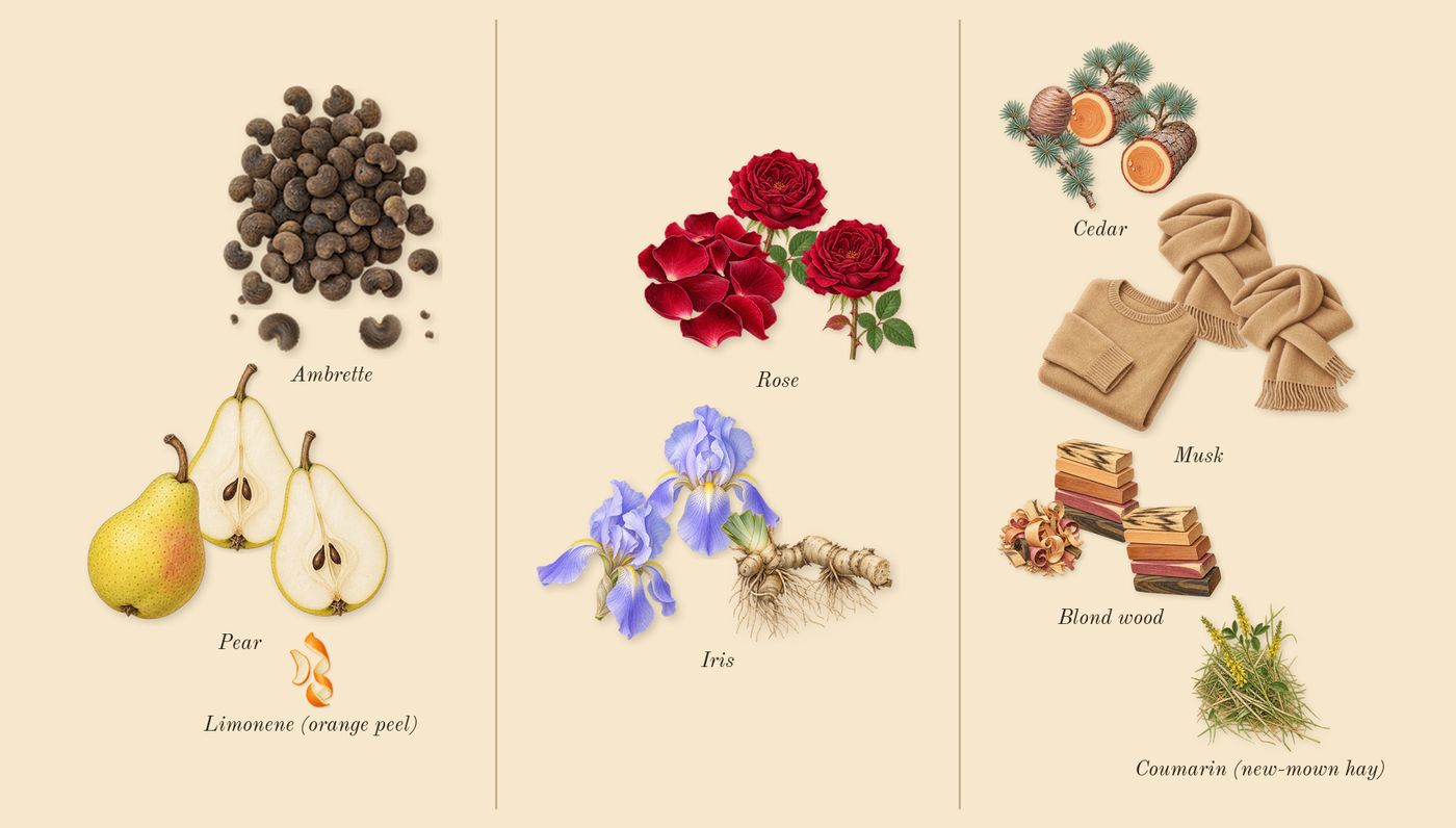 Irresistible’s scent picture, a draft: pear, ambrette, rose, iris, cedar, blond wood drawn so far; dashed outlines where nothing is drawn yet