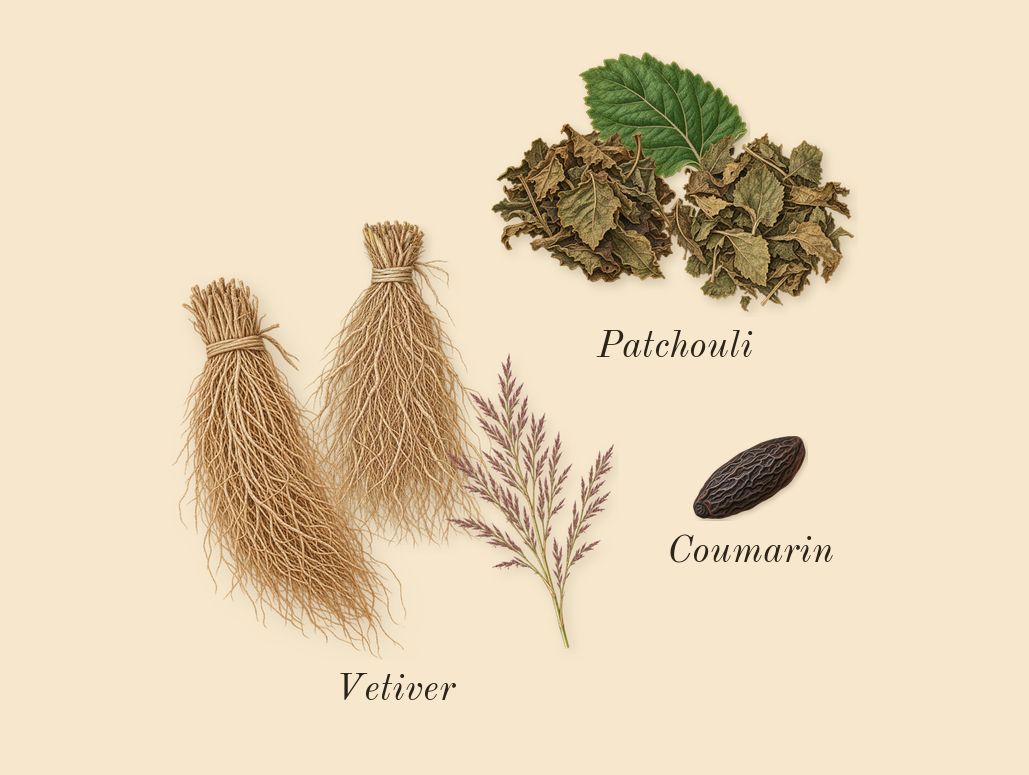 L'Interdit, dry-down: Patchouli, Vetiver, Coumarin