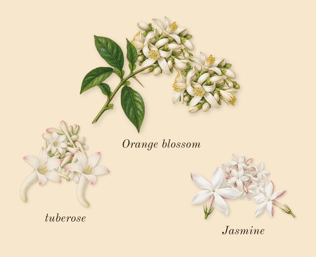 L'Interdit, heart: Orange blossom, Jasmine, tuberose