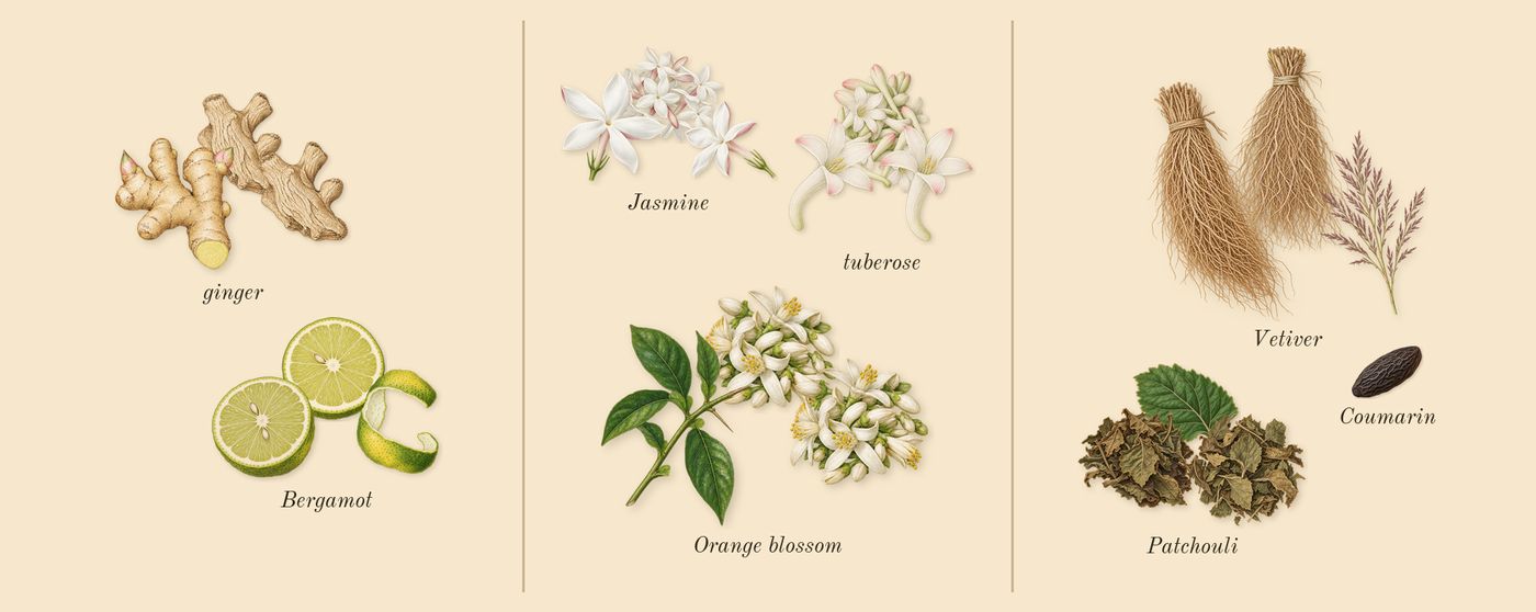L'Interdit’s scent picture, a draft: bergamot, ginger, orange blossom, jasmine, tuberose, patchouli drawn so far; dashed outlines where nothing is drawn yet