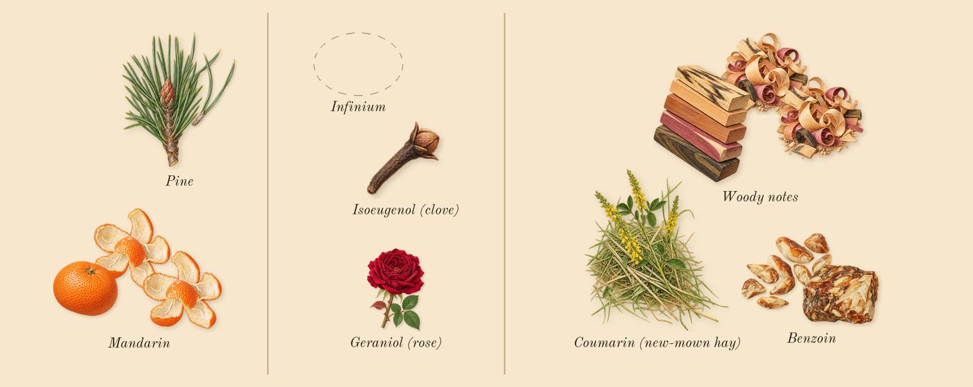 Pi’s scent picture, a draft: mandarin, pine, woody notes, benzoin, coumarin (new-mown hay), geraniol (rose) drawn so far; dashed outlines where nothing is drawn yet