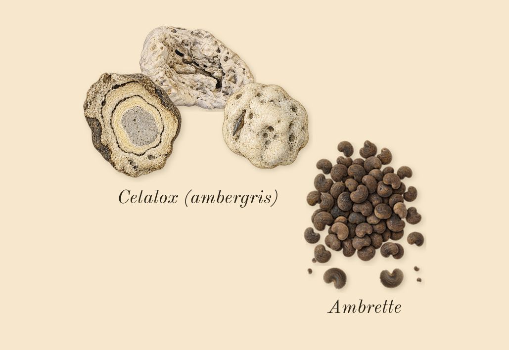 You, dry-down: Ambrette, Cetalox (ambergris)