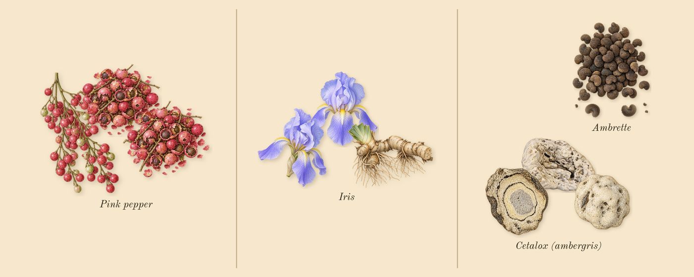 You’s scent picture, a draft: pink pepper, iris, ambrette, cetalox (ambergris) drawn so far; dashed outlines where nothing is drawn yet