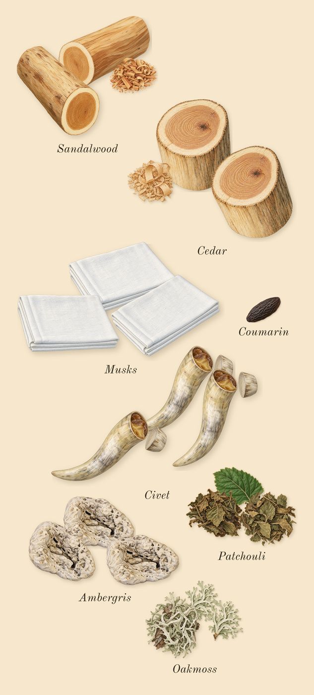Gold Man, dry-down: Ambergris, Civet, Musks, Cedar, Sandalwood, Oakmoss, Patchouli, Coumarin