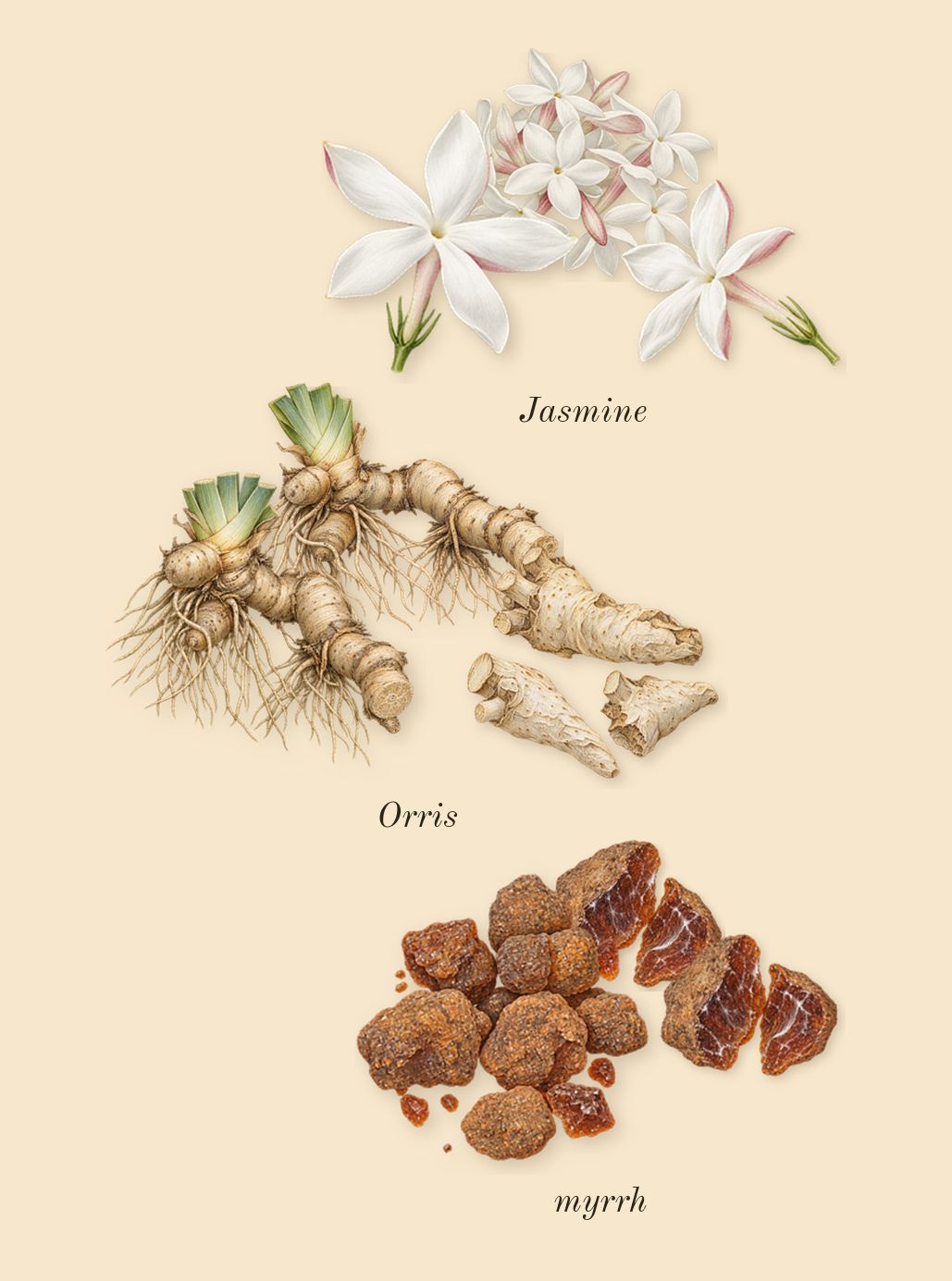 Gold Man, heart: Jasmine, Orris, myrrh