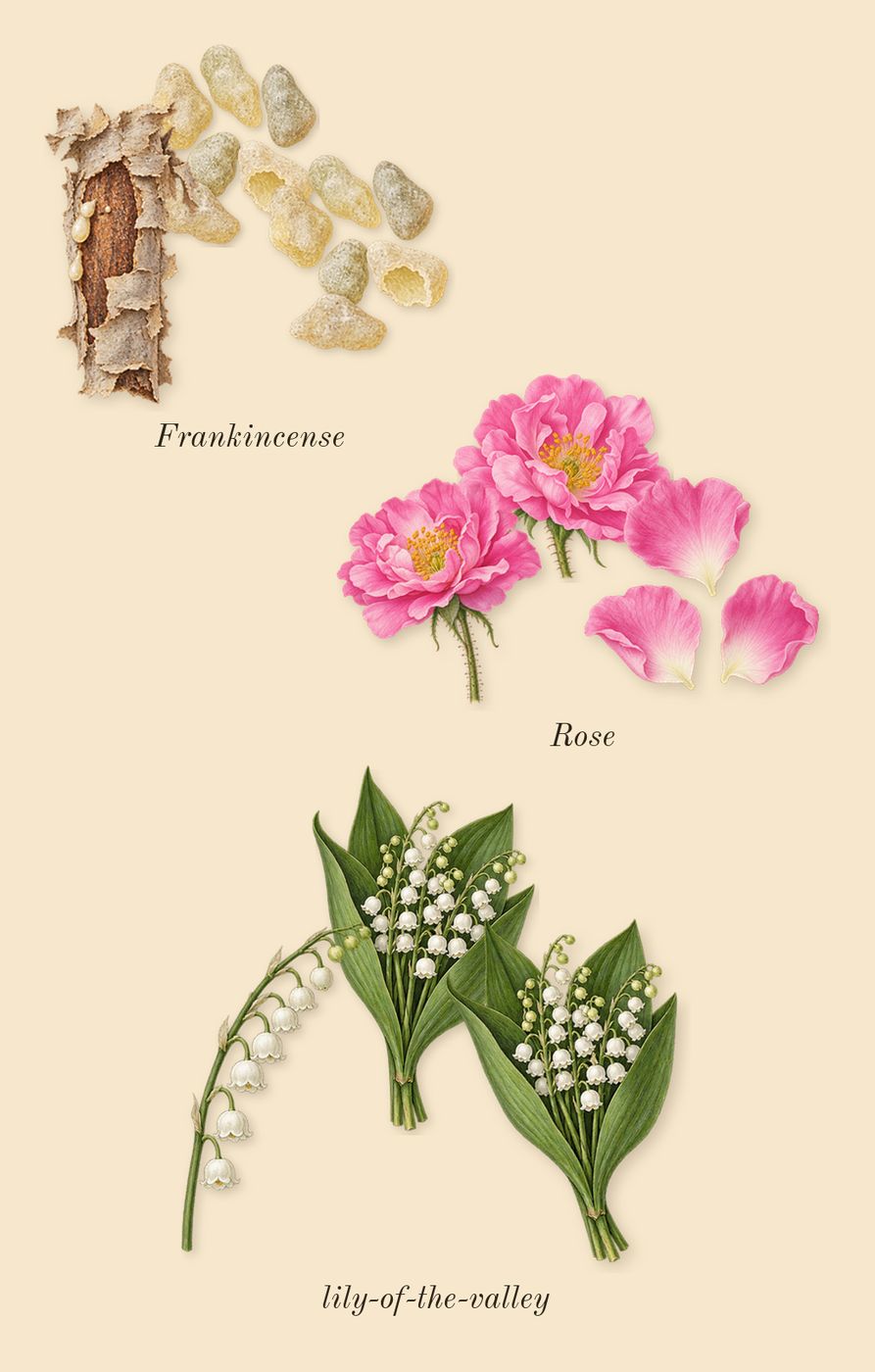 Gold Man, top notes: Rose, lily-of-the-valley, Frankincense