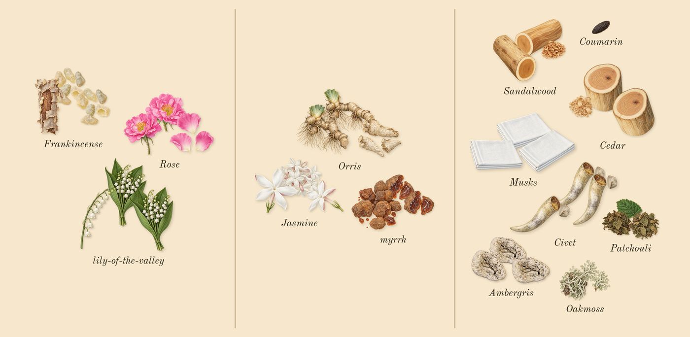 Gold Man’s scent picture, a draft: rose, lily-of-the-valley, frankincense, jasmine, orris, myrrh drawn so far; dashed outlines where nothing is drawn yet