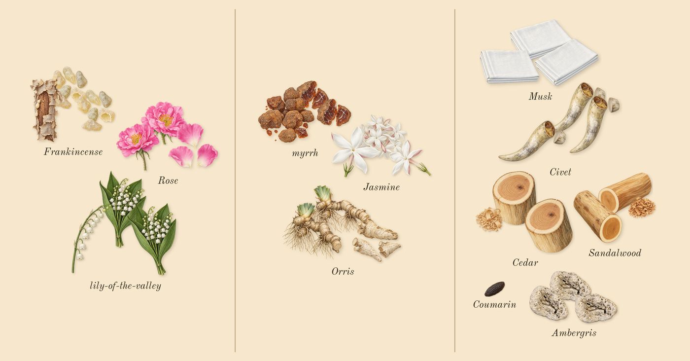 Gold Woman’s scent picture, a draft: rose, lily-of-the-valley, frankincense, myrrh, orris, jasmine drawn so far; dashed outlines where nothing is drawn yet