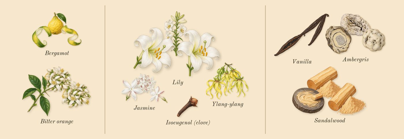 Bamboo’s scent picture, a draft: bitter orange, bergamot, ylang-ylang, lily, jasmine, sandalwood drawn so far; dashed outlines where nothing is drawn yet
