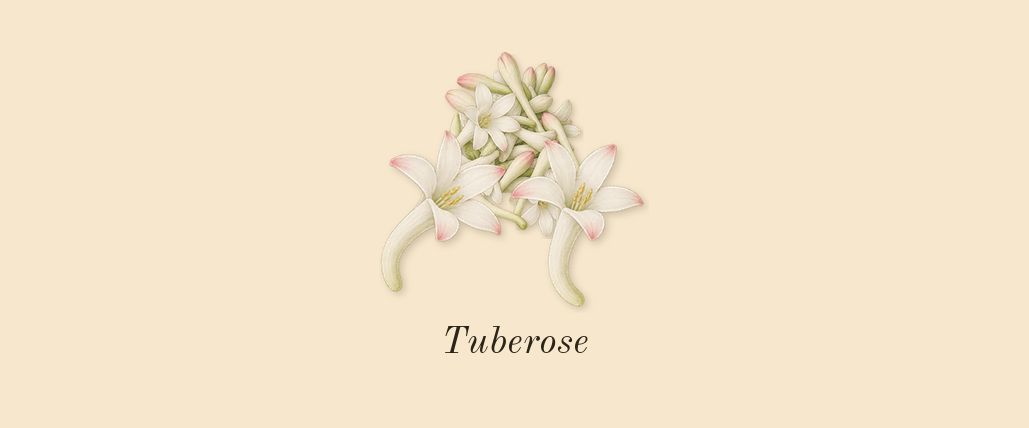 Bloom, dry-down: Tuberose