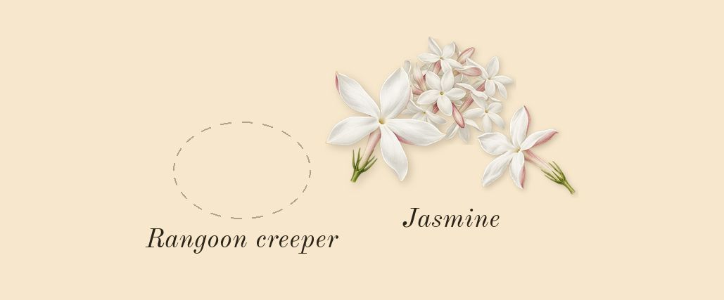 Bloom, heart: Jasmine, Rangoon creeper