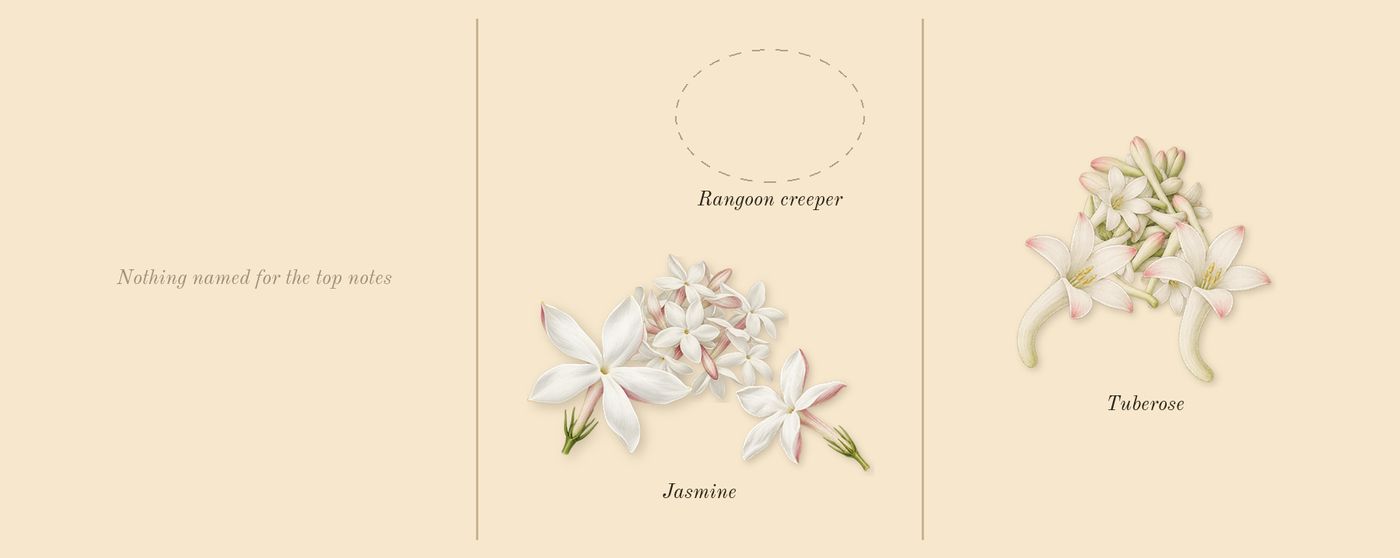Bloom’s scent picture, a draft: tuberose, jasmine drawn so far; dashed outlines where nothing is drawn yet