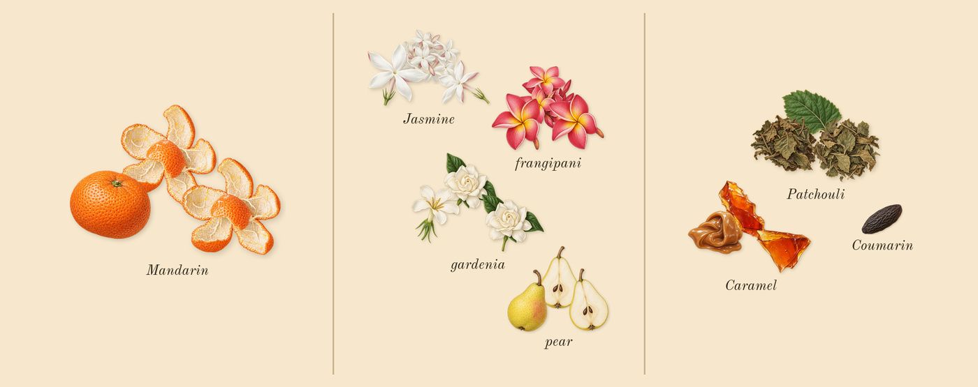 Flora Gorgeous Gardenia’s scent picture, a draft: mandarin, gardenia, jasmine, frangipani, patchouli, caramel drawn so far; dashed outlines where nothing is drawn yet