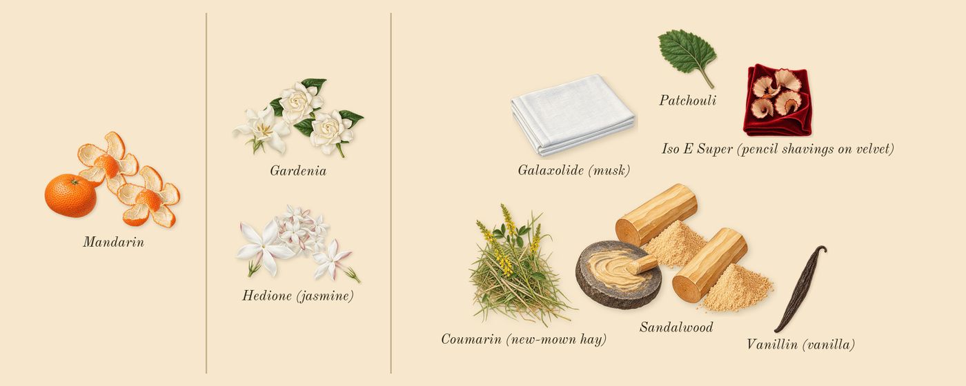 Flora Gorgeous Gardenia Intense’s scent picture, a draft: mandarin, gardenia, sandalwood, hedione (jasmine), patchouli, galaxolide (musk) drawn so far; dashed outlines where nothing is drawn yet