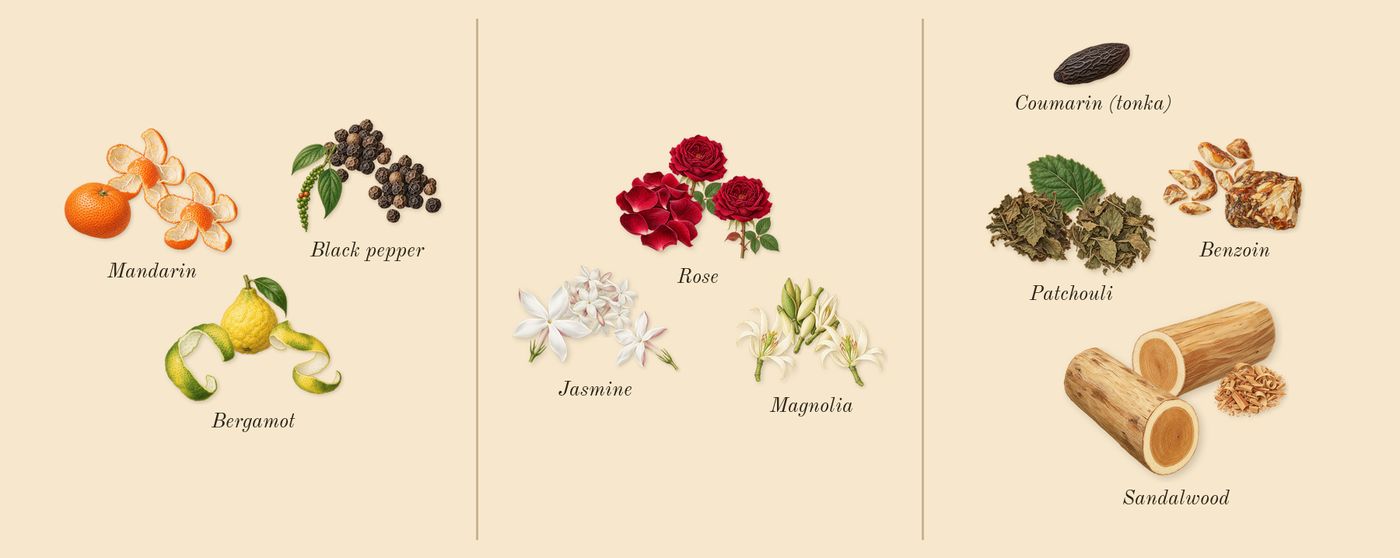 Flora Gorgeous Jasmine’s scent picture, a draft: mandarin, bergamot, black pepper, jasmine, magnolia, rose drawn so far; dashed outlines where nothing is drawn yet