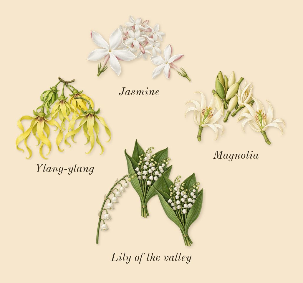 Flora Gorgeous Magnolia, heart: Magnolia, Jasmine, Lily of the valley, Ylang-ylang