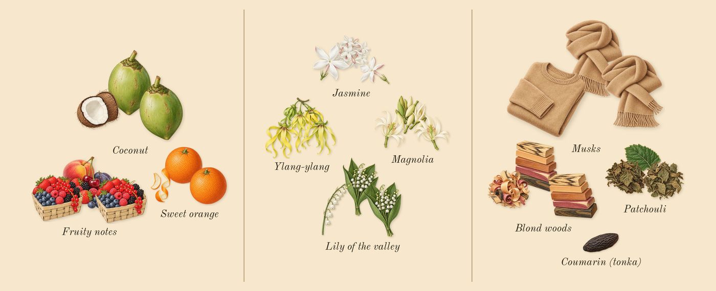 Flora Gorgeous Magnolia’s scent picture, a draft: fruity notes, sweet orange, coconut, magnolia, jasmine, lily of the valley drawn so far; dashed outlines where nothing is drawn yet