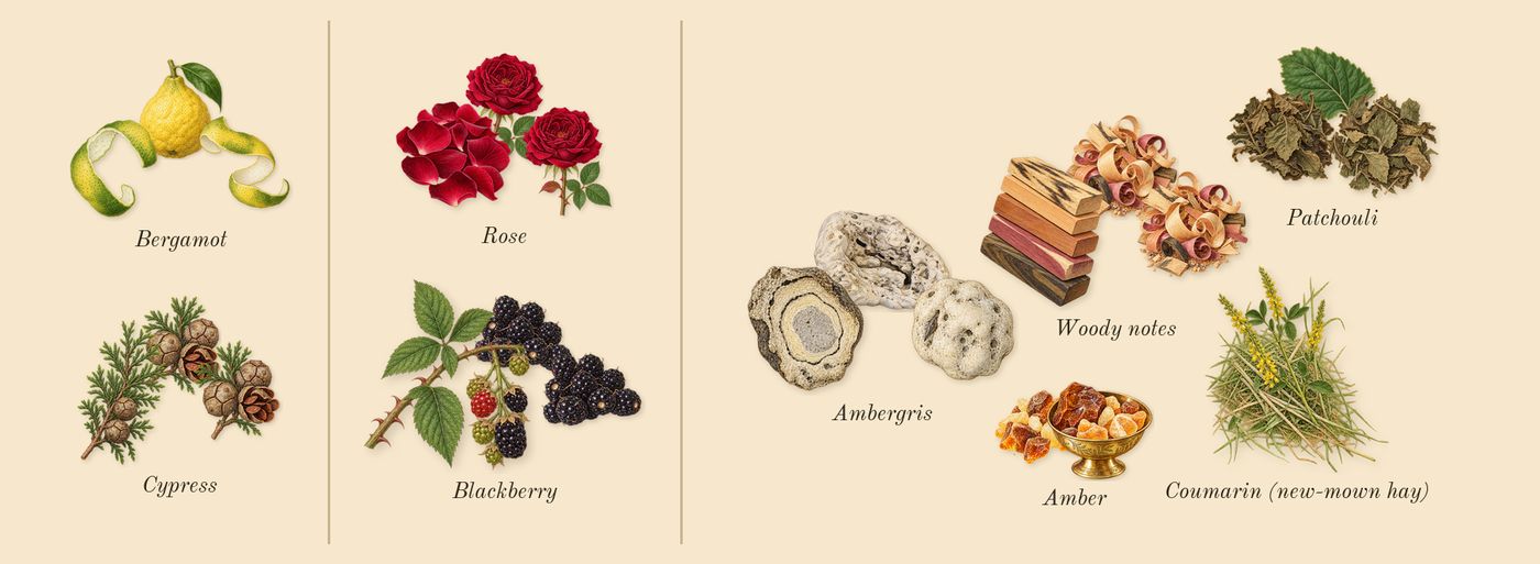 Guilty Absolute Pour Femme’s scent picture, a draft: blackberry, woody notes, rose, patchouli, bergamot, cypress drawn so far; dashed outlines where nothing is drawn yet