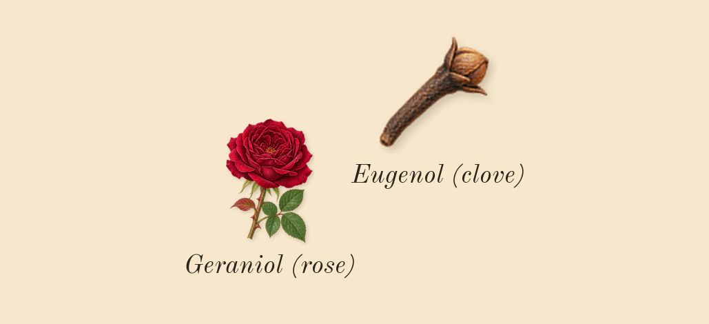 Guilty Absolute Pour Homme, heart: Geraniol (rose), Eugenol (clove)