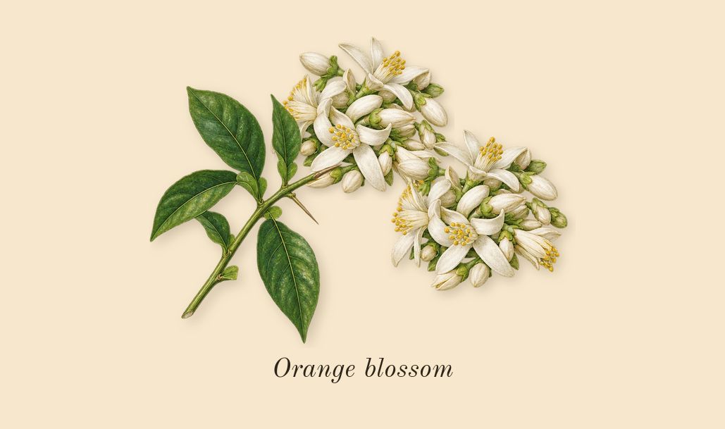 Guilty Essence Pour Homme, heart: Orange blossom