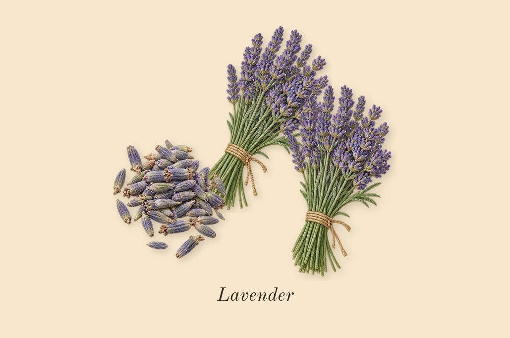 Guilty Essence Pour Homme, top notes: Lavender