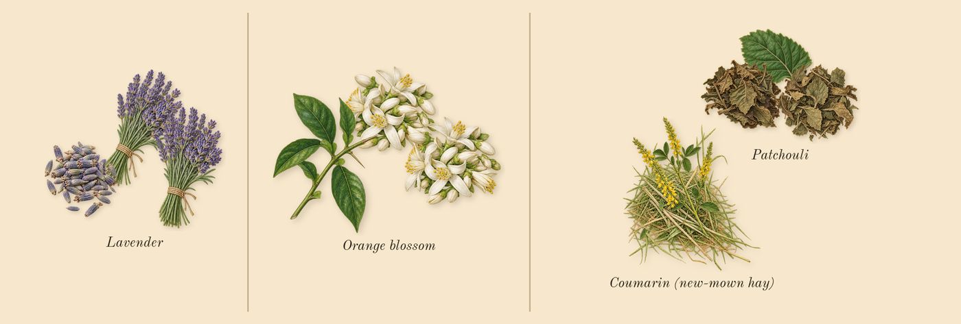 Guilty Essence Pour Homme’s scent picture, a draft: lavender, orange blossom, patchouli, coumarin (new-mown hay) drawn so far; dashed outlines where nothing is drawn yet