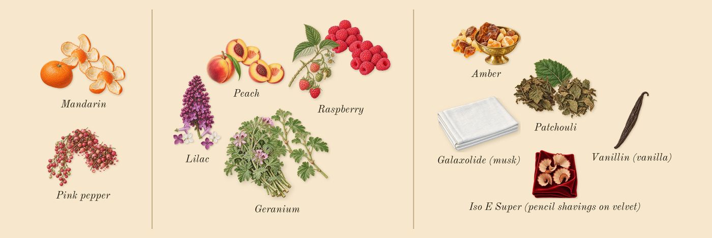 Guilty Pour Femme’s scent picture, a draft: mandarin, pink pepper, lilac, peach, raspberry, geranium drawn so far; dashed outlines where nothing is drawn yet