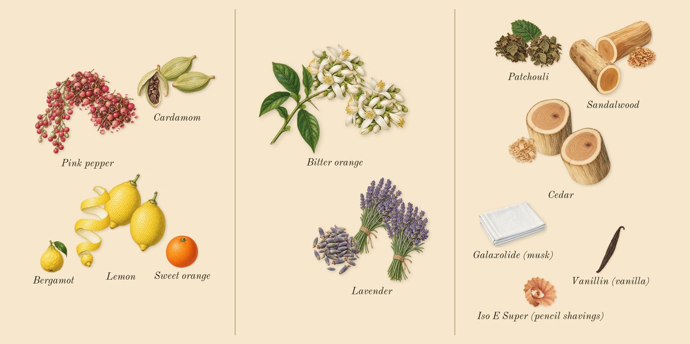 Guilty Pour Homme’s scent picture, a draft: pink pepper, lemon, bitter orange, lavender, patchouli, cedar drawn so far; dashed outlines where nothing is drawn yet