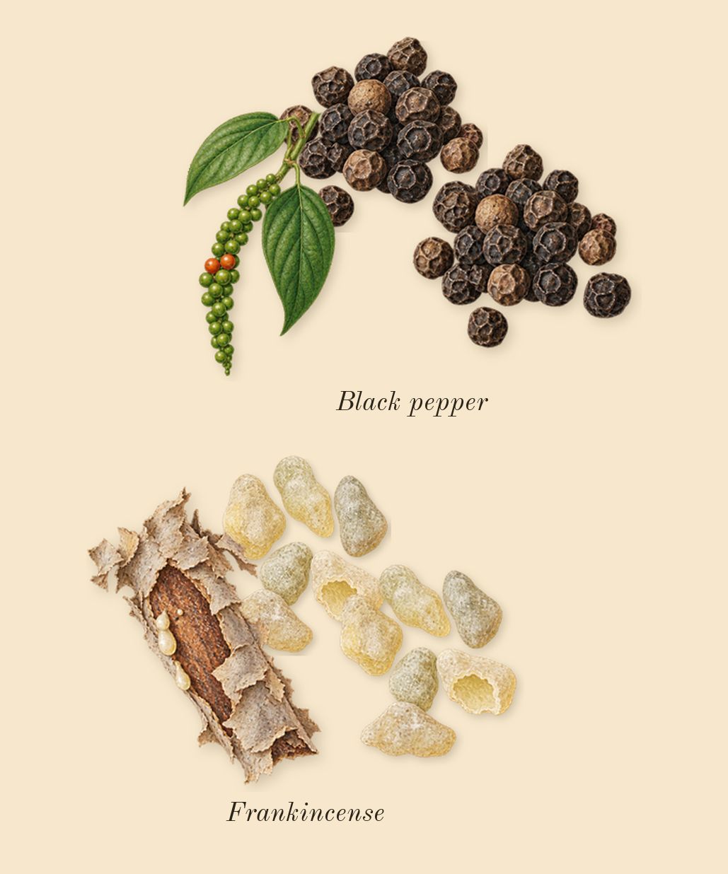 Intense Oud, top notes: Black pepper, Frankincense