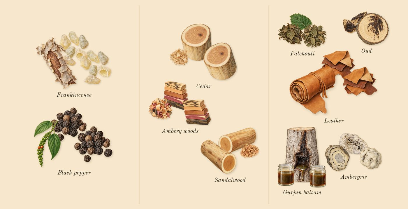 Intense Oud’s scent picture, a draft: black pepper, frankincense, ambery woods, sandalwood, cedar, leather drawn so far; dashed outlines where nothing is drawn yet