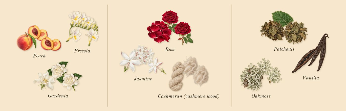 Rush’s scent picture, a draft: freesia, peach, gardenia, rose, jasmine, cashmeran (cashmere wood) drawn so far; dashed outlines where nothing is drawn yet