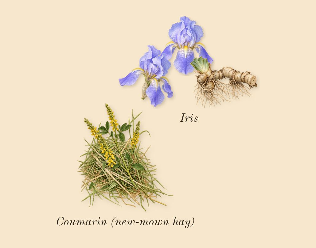 Insolence, dry-down: Iris, Coumarin (new-mown hay)