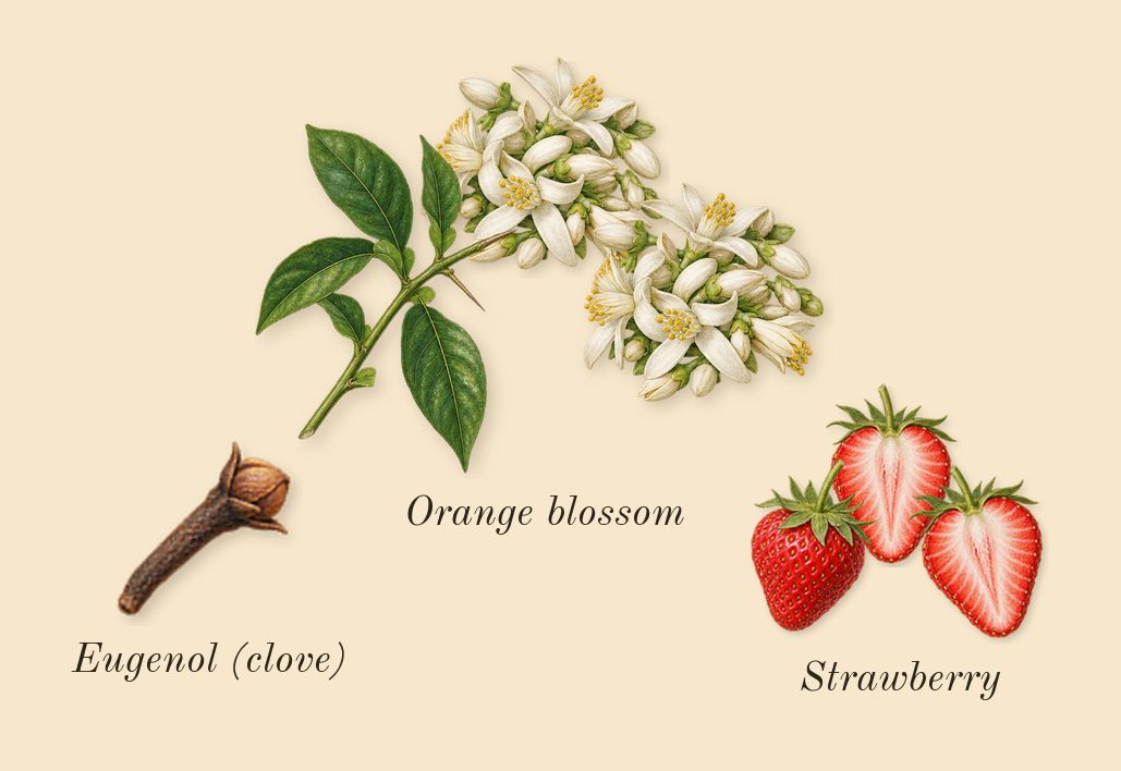 Insolence, heart: Orange blossom, Strawberry, Eugenol (clove)