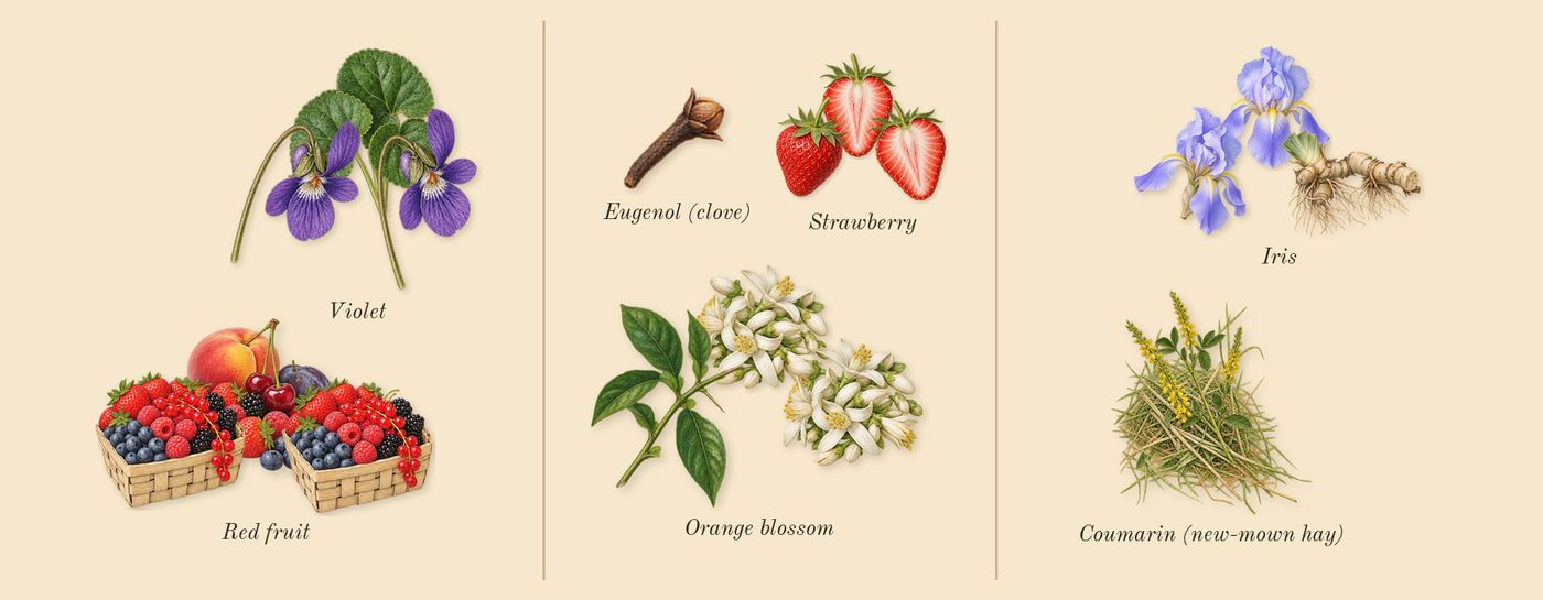 Insolence’s scent picture, a draft: violet, iris, orange blossom, red fruit, strawberry, coumarin (new-mown hay) drawn so far; dashed outlines where nothing is drawn yet