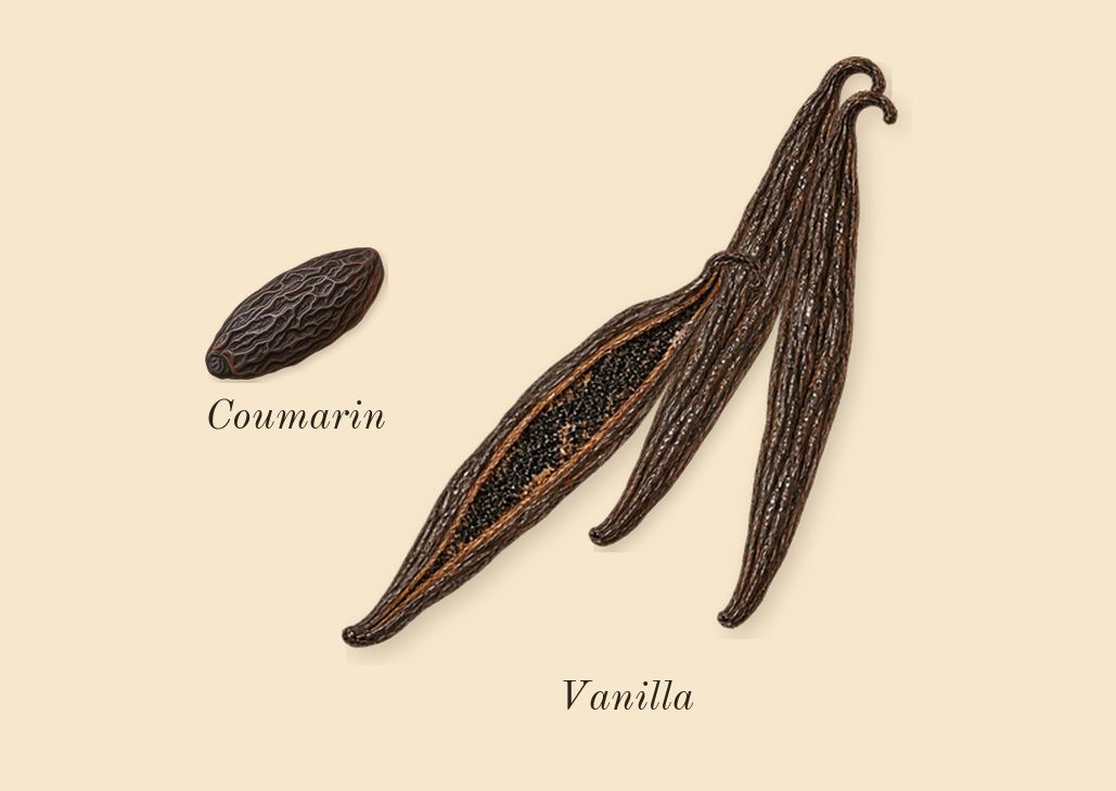 Jicky, dry-down: Vanilla, Coumarin