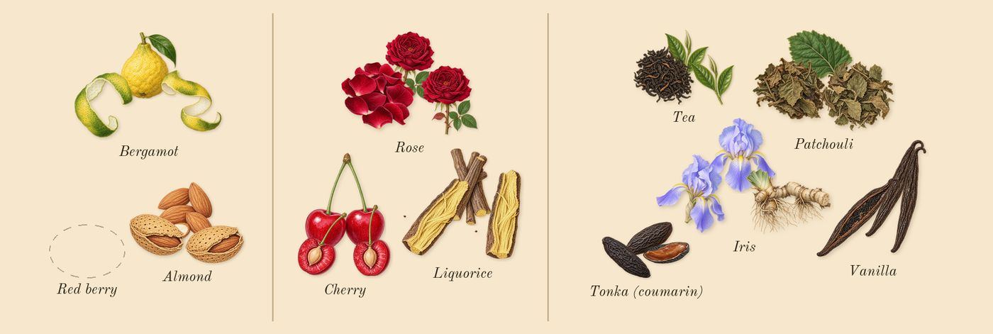La Petite Robe Noire’s scent picture, a draft: rose, cherry, almond, bergamot, patchouli, liquorice drawn so far; dashed outlines where nothing is drawn yet