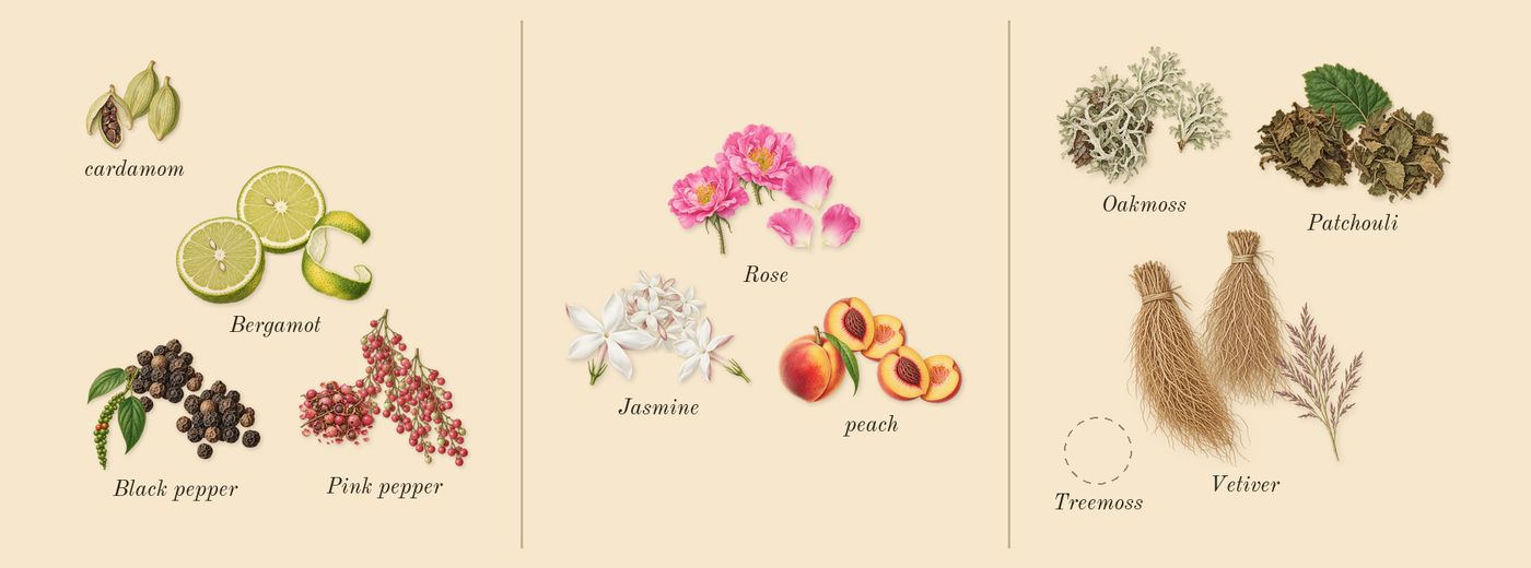 Mitsouko’s scent picture, a draft: peach, jasmine, rose, vetiver, patchouli, black pepper drawn so far; dashed outlines where nothing is drawn yet