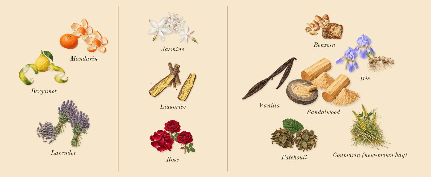 Mon Guerlain Intense’s scent picture, a draft: vanilla, lavender, sandalwood, jasmine, patchouli, mandarin drawn so far; dashed outlines where nothing is drawn yet