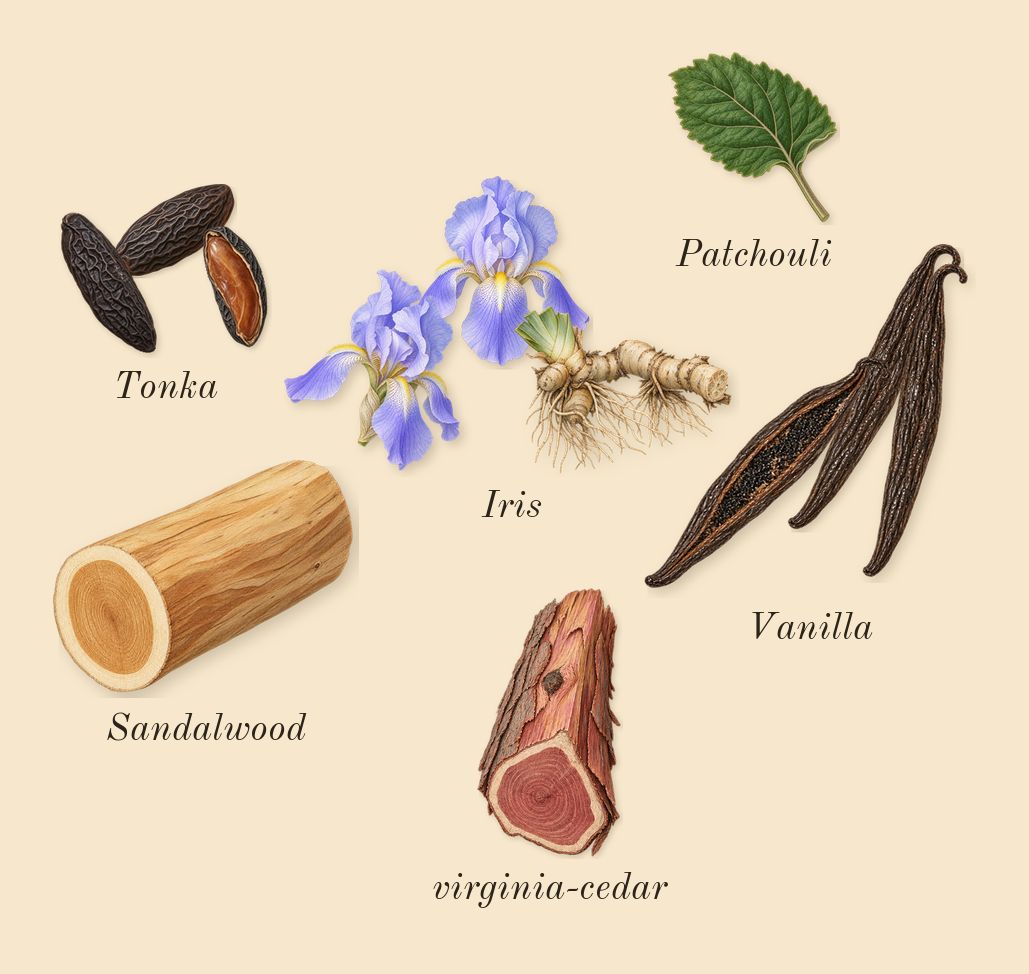 Shalimar, dry-down: Iris, Vanilla, Tonka, Patchouli, Sandalwood, virginia-cedar