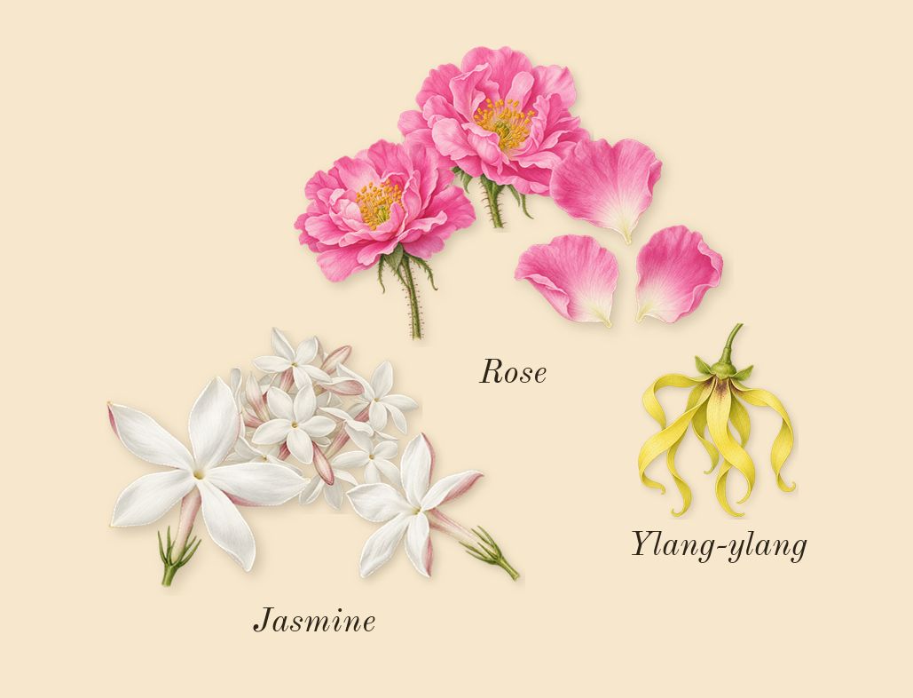 Shalimar, heart: Jasmine, Rose, Ylang-ylang