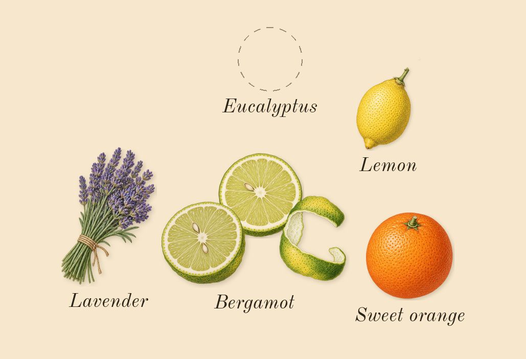 Shalimar, top notes: Bergamot, Lemon, Lavender, Sweet orange, Eucalyptus