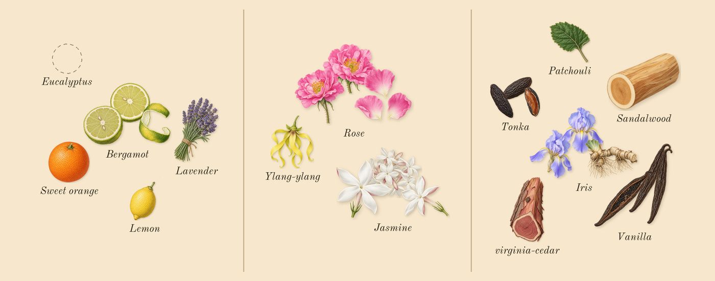 Shalimar’s scent picture, a draft: bergamot, iris, vanilla, jasmine, rose, tonka drawn so far; dashed outlines where nothing is drawn yet