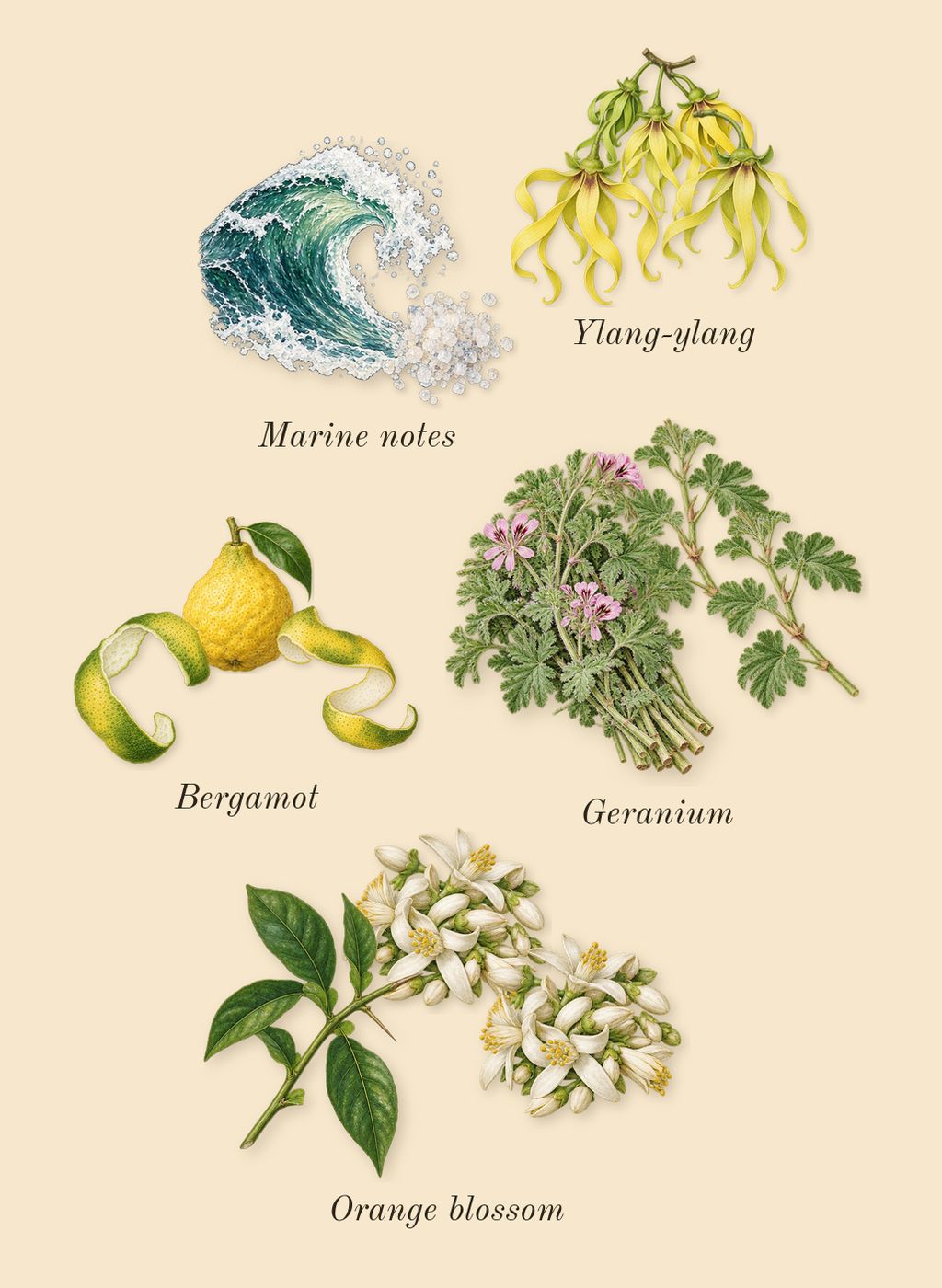 Iconic, heart: Orange blossom, Ylang-ylang, Geranium, Bergamot, Marine notes