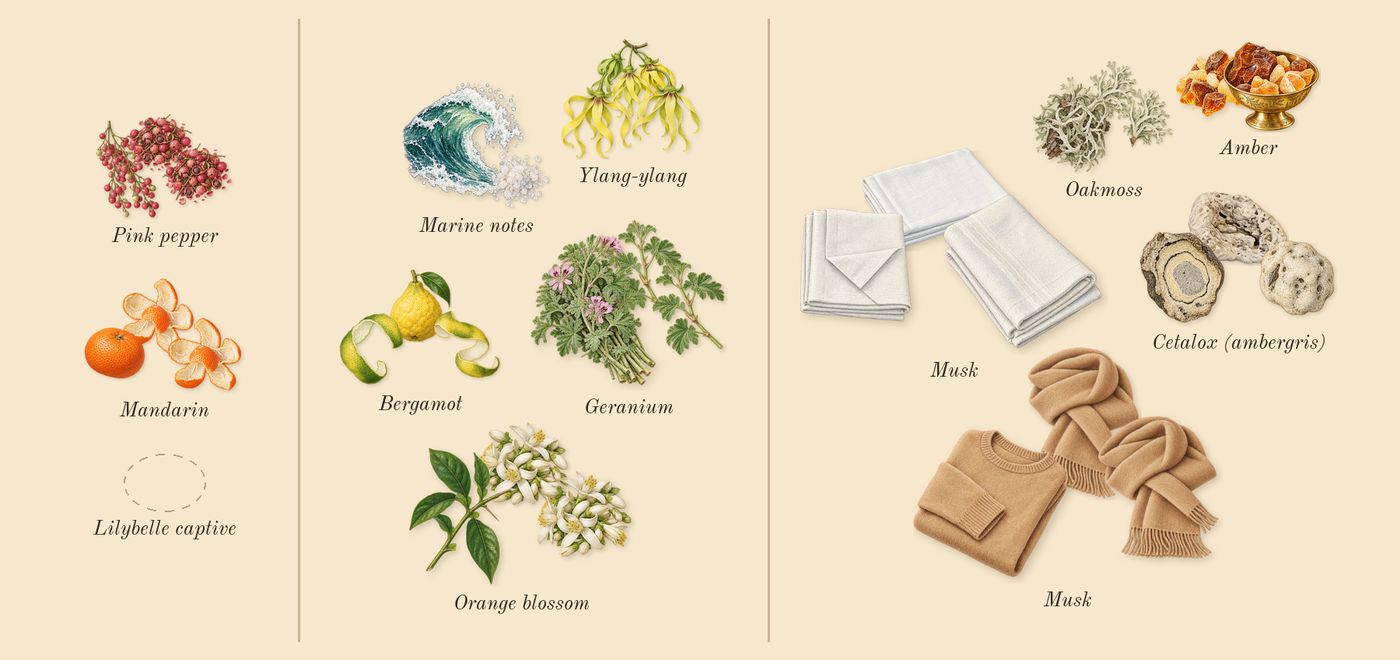 Iconic’s scent picture, a draft: pink pepper, mandarin, orange blossom, ylang-ylang, geranium, bergamot drawn so far; dashed outlines where nothing is drawn yet