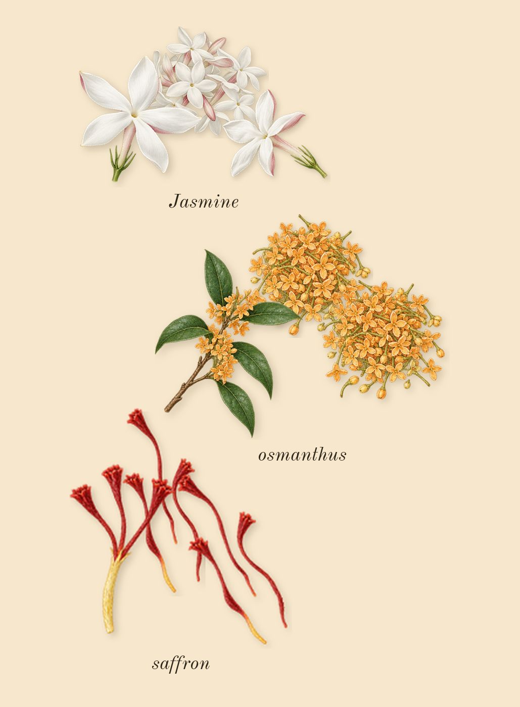 Guidance 46, heart: saffron, Jasmine, osmanthus